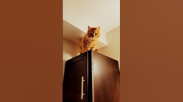 orange cat behavior  🐈 #cat #catshorts #catsbelike #cats