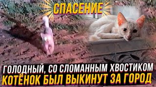 видео: Ночью,за городом голодный котёнок чуть не попал мне под колёса. Рада и Мила сдружились? Как Бельчик? картинка: Ночью,за городом голодный котёнок чуть не попал мне под колёса. Рада и Мила сдружились? Как Бельчик?