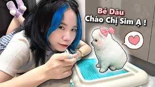 Mèo Simmy Nhận Nuôi Bé Cún Mới Bé Dâu Siêu Dễ Thương 