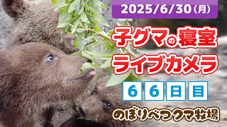 のぼりべつクマ牧場 公式Youtubeチャンネルの配信のサムネイル画像