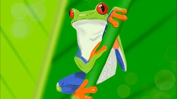 Red Eyed Tree Frog Quick Draw