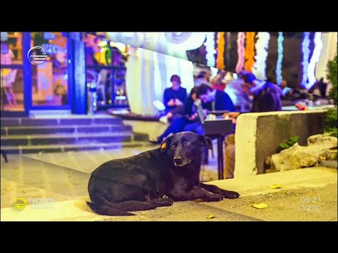 მიუსაფარ ცხოველთა დღე და წყალტუბოელი ტუბოს ისტორია