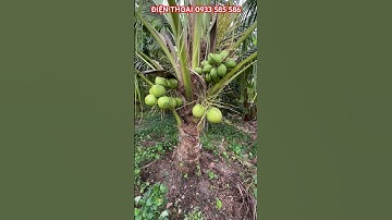 MS:24750 Khu nghỉ dưỡng vườn ăn trái ao cá thổ cư 300m2 ôtô tới nơi LH:0933 585 586#shorts