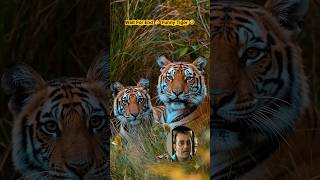 Tiger ka shot Butiful 🤣 Funny Ep 22🤣. #shorts #TheWildMinjar #AnimalComedy #WildlifeFun #Tiger