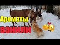 Знакомлюсь с тунцом//Степашка в гостях//Весь день на кухне