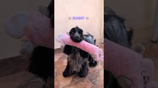 Galaxy the English Cocker Spaniel and her toys