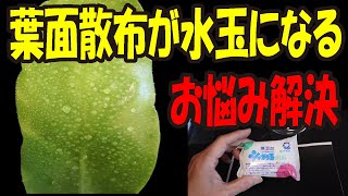 葉面散布が水玉になる　お悩み解決