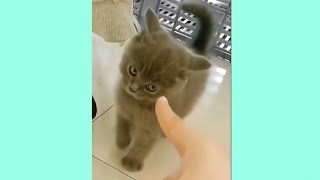 Funniest Animals Videos Ever (Part 2)