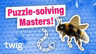 Just How Smart ARE Bees? | Twig Science Reporter