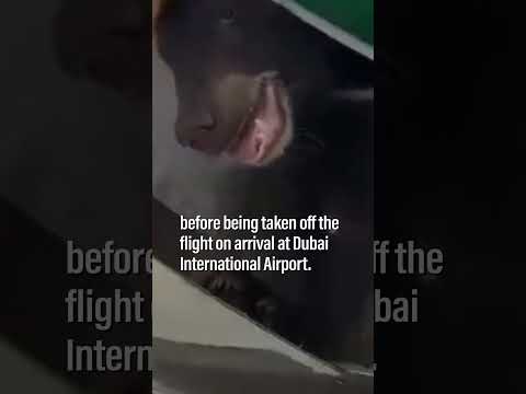 Bear escapes from crate in cargo hold of passenger flight to Dubai