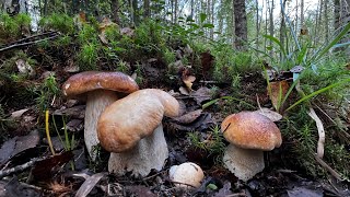 ЭТО НАДО ВИДЕТЬ ! МОТИВИРОВАННЫЕ ГРИБНИКИ НАШЛИ ОГРОМНЫЕ ПОЛЯНЫ БЕЛЫХ ГРИБОВ И УПАЛИ В ОБМОРОК !