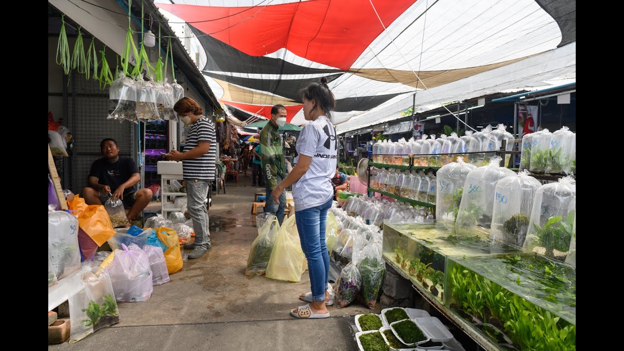 [4K] Bangkok largest fish market destination on Chatuchak, Bangkok