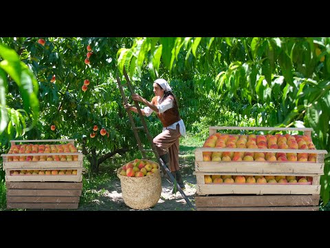 Video: Peach plum: iba't ibang paglalarawan