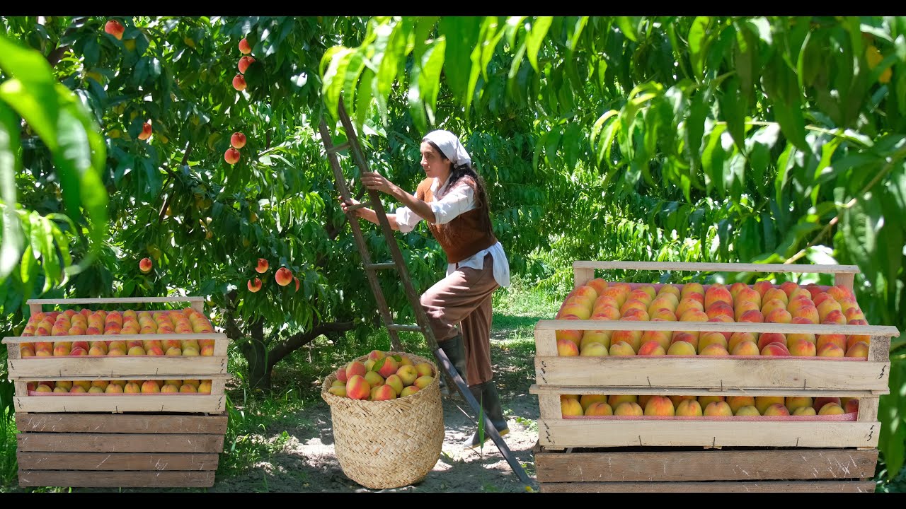 Жизнь в отдаленной горной деревне, 3 разных персиковых зимних продукта и персиковый пирог!