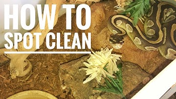 How To PROPERLY Spot Clean A Snake Enclosure
