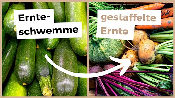 Welche Uhrzeit Gemüse ernten?