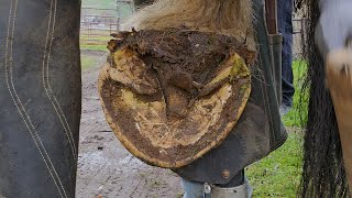 These Hooves are Massive!!! This Draft Horse Weighs Over 2000 Pounds and Her Hooves are Huge Part 2