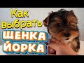 ПОКУПКА ЩЕНКА 🐶 йоркширский терьер🐶 от А до Я 👏 С ЧЕГО НАЧАТЬ 🤷‍♀️