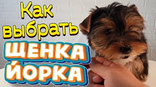 ПОКУПКА ЩЕНКА 🐶 йоркширский терьер🐶 от А до Я 👏 С ЧЕГО НАЧАТЬ 🤷‍♀️