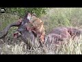 Lion take down male kudu  animal fighting  atp earth