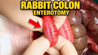 EMERGENCY SURGERY! Cutting Open This Rabbit’s Intestine…