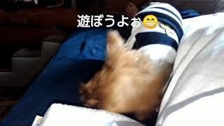 【いっくん19】囚人服