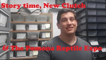 Clutch #5 Hatching Het Red Axanthic Pastel Highway, Pomona Reptile Show and More!