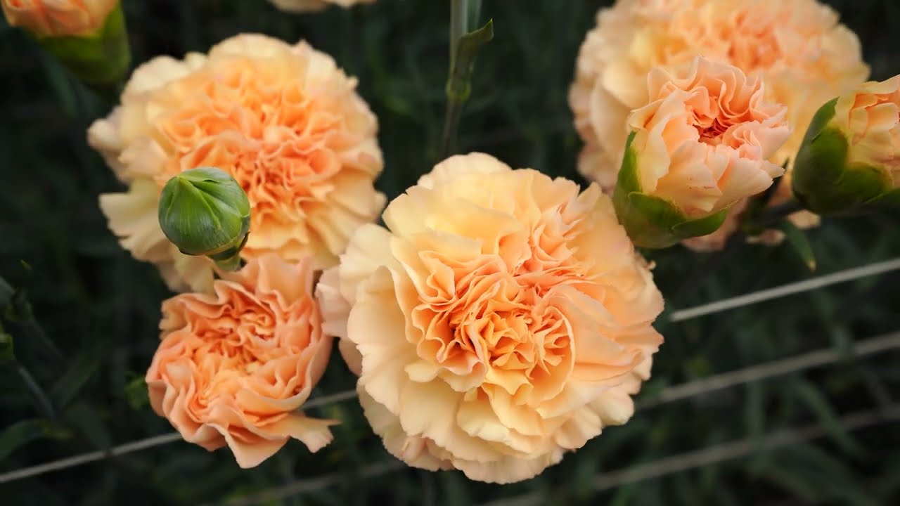 sel® モナリザオレンジ | カーネーション Cuttings | スタンダード