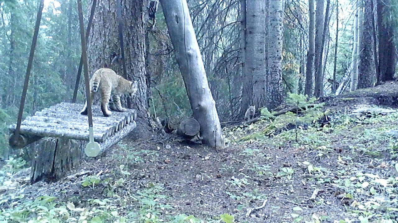 Mountain Lion's Swing: Now Featuring Adorable Bobcat Kittens!
