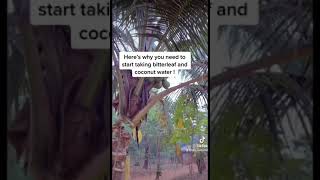 The power of bitterleaf and coconut water