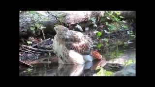 Spa Day! Chasing the Hawks in Central Park