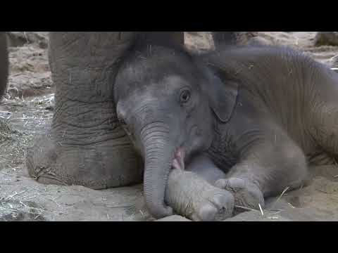Five-Day Old Baby