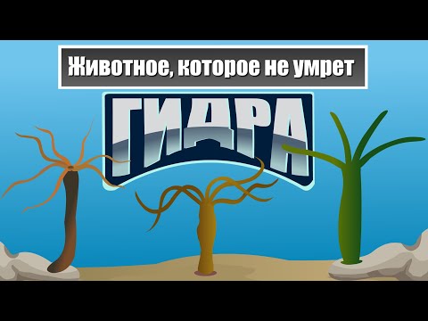 Видео: Что такое клетка гидры?