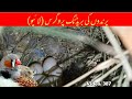 Finches, Raw Parrots, Love Birds Breeding Progress in Urdu / Hindi by |Arham|., Video. 387