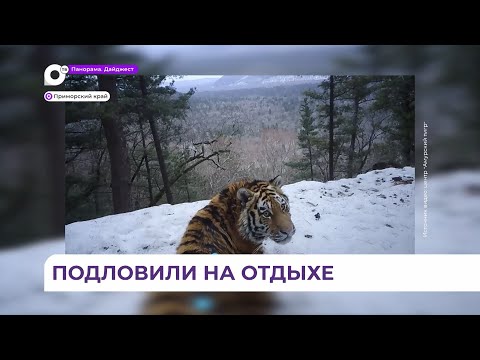 Расслабленность и наслаждение жизнью показал амурский тигр в национальном парке «Бикин» в Приморье