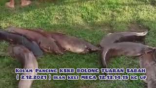 Pelepasan ikan keli mega-mega 12kg, 13kg, 14kg, 15kg up di kolam  Pancing KSKB Bolong Tuaran Sabah screenshot 1