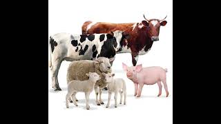 Neu5Gc: risposta immunitaria