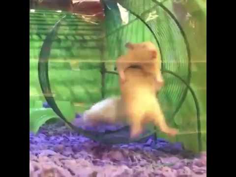 hamster-meme