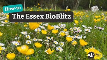 How to use iNaturalist for The Essex BioBlitz