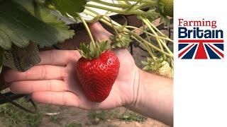 🍓 Strawberries: Perfection vs. Rejection 🍓