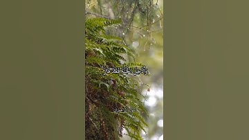 كل نفس ذائقة الموت //سورة آل عمران // الشيخ علي جابر 🌹🌺♥