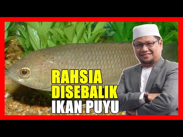 Kenapa Orang Dulu Suka Bela Ikan Puyu Depan Rumah - Ustaz Badlishah Alauddin class=