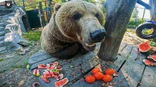 Помидорный завтрак и обнимашки🐻🍅