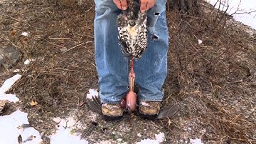 Tips and Tactics: How to field dress a grouse