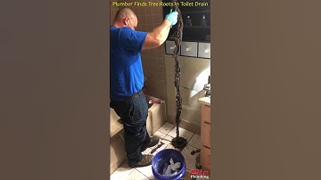 😲 Plumber Finds Tree Roots In Toilet Drain 👀 #shorts
