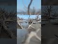 Nature's Masterpiece: Vibrant Sculptures of Driftwood