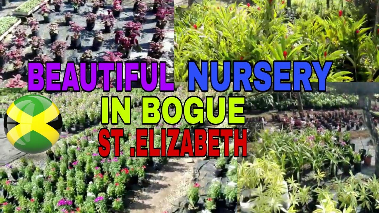 VISITING A NURSERY IN BOGUE ST.ELIZABETH JAMAICA NORTHERN ST