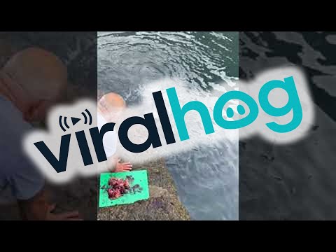 Feeding a Wild Manta Ray || ViralHog