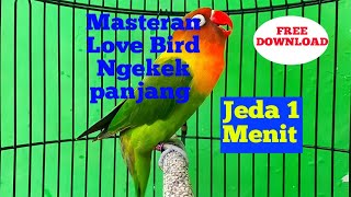 🔴Masteran Murai batu Love Bird Ngekek jeda 1 menit