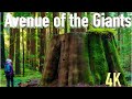Avenue of the Giants | Redwoods State Park | Full Tour